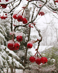 Chokeberry, photo by Kerry Wixted