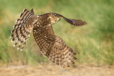 Photo of Coopers Hawk - Photo by Dean Newman