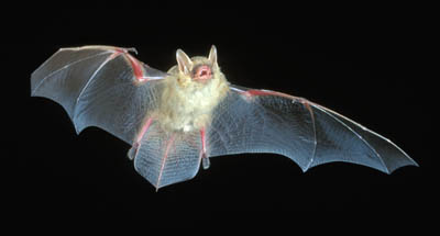 Photo of Eastern Pipistrelle Bat