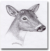 Deer Antlers Early State of Development