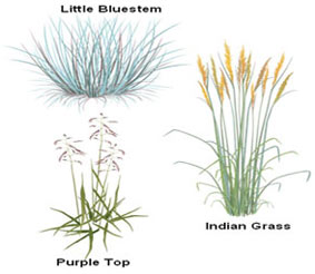 Illustration of dry meadow plants