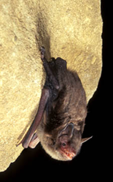 Indiana Bat, photo coutesy of Dr. J. Scott Altenback