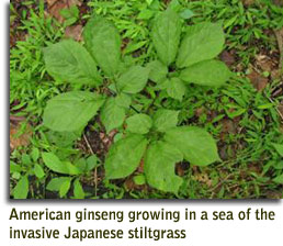 American ginseng growing in a sea of the invasive Japanese stiltgrass