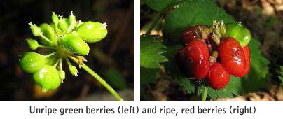 Unripe green berries (left) and ripe, red berries (right)