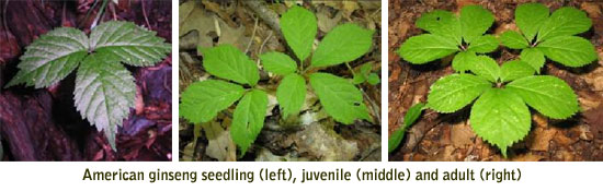 American ginseng seedling (left), juvenile (middle) and adult (right)