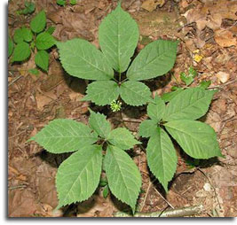 American Ginseng in Flower