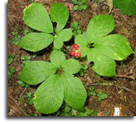 American Ginseng with red berries
