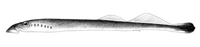 Illustration of American Brook Lamprey, courtesy of  D. A. Neely