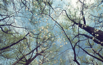 photo of Belt Woods Canopy