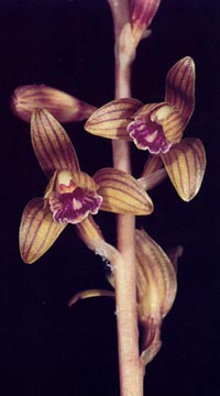 photo of crested coralroot