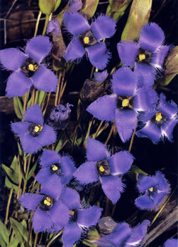 photo of Fringed Gentian
