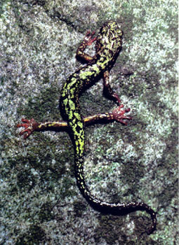 photo of Green salamander
