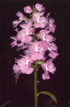 photo of Large Purple Fringed Orchid