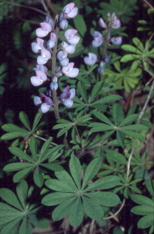 Wild Lupine Photograph by Richard H. Wiegand