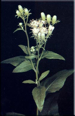 photo of Sweet-scented Indian-plantain