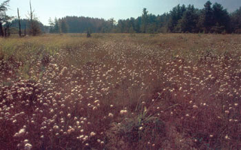 photo of Tawny Cottongrass in a Bog