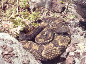 photo of Timber rattlesnake