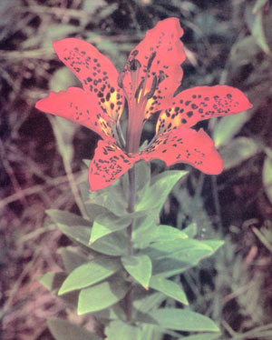 photograph of wood lily