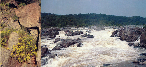 photo of Yellow nailwort embedded in photo of Great Falls