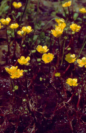 Yellow Water-crowfoot photo courtesy of Richard H. Wiegand