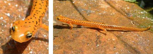 Adult photos of Long-tailed Salamander courtesy of Rebecca Chalmers