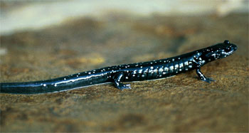 Adult photo of Northern Slimy Salamander courtesy of Lori Erb