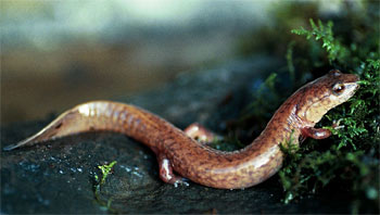 Photo 1: Adult photo of Northern Spring Salamander courtesy of Lori Erb