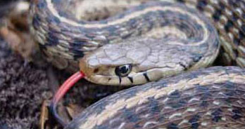 Close-up Photo of Common Gartersnake courtesy of Corey Wickliffe