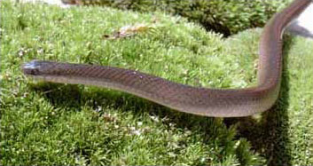 Photo of Adult Smooth Earthsnake - courtesy of Jay Kilian 