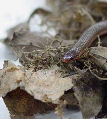 Eastern Wormsnake - courtesy of Corey Wickliffe