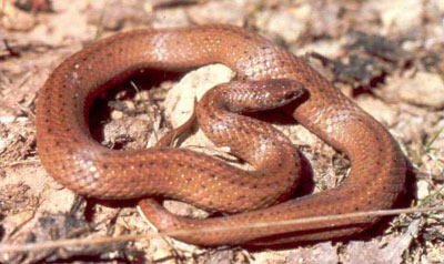 Photo of Adult Mountain Earthsnake courtesy of Don Forester