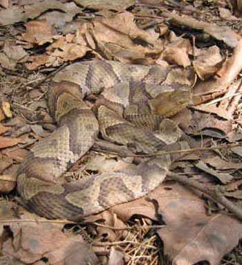 Photo of camouflaged Eastern Copperhead - courtesy of William Harbold