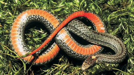 Photo of Adult Red-bellied Snake courtesy of Mark Tegges
