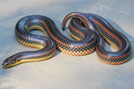 Photo of Rainbow Snake courtesy of Lance Benedict