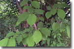 Photograph of Spice Bush foliage, courtesy of Tim McDowell Assistant Professor of Biological Sciences, East Tennessee State University