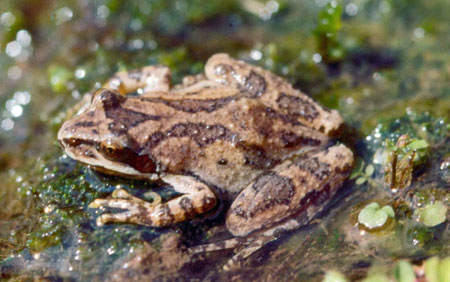 Adult Mountain Chorus Frog, photo courtesy of Don Forester