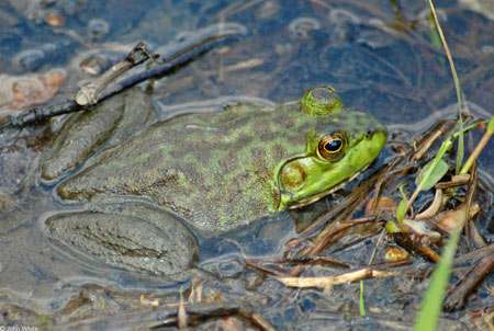 Adult American Bullfrog, photo courtesy of John White