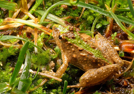 Adult Eastern Cricket Frog, photo courtesy of John White