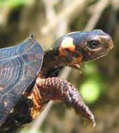 Photo of Bog Turtle courtesy of Scott A. Smith