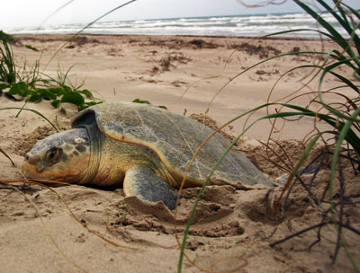 Photo of Kemp's Ridley Seaturtle Nesting, courtesy of National Park Service