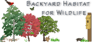 graphic illustration of backyard habitat scene