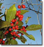 photo of Winterberry by Kerry Wixted