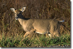 White-tail deer in meadow, courtesy of USDA