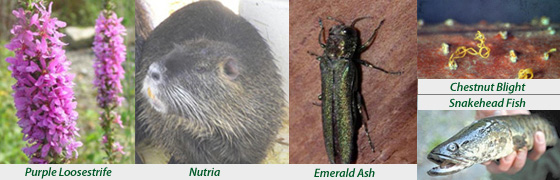 Photo collage of 5 invasive species