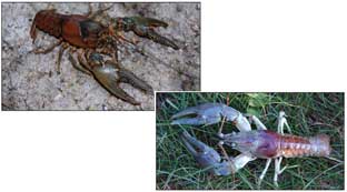 Virile Crayfish and Rusty Crayfish