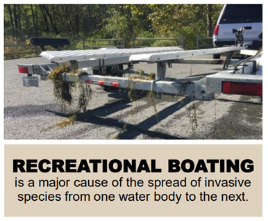 Boat trailer pulled from the water with aquatic hitchhikers on board