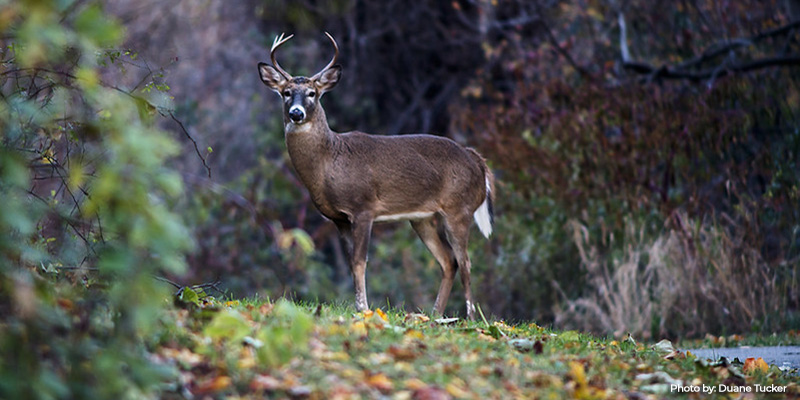 Maryland’s Deer Firearms Season Opens Nov. 29