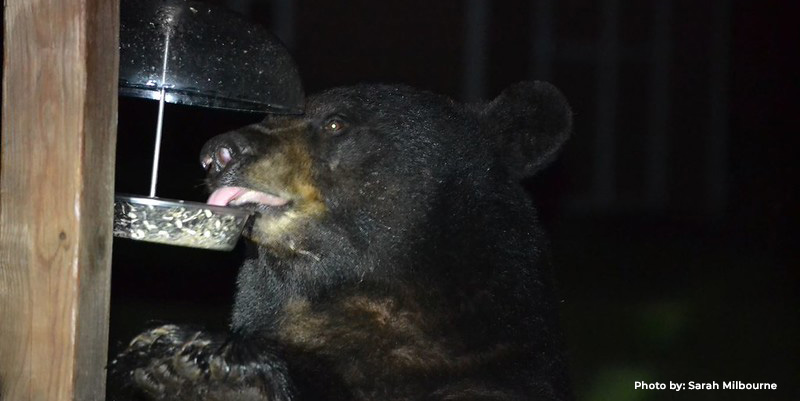 Black Bear Activity Increases in Maryland as they Prepare For Hibernation