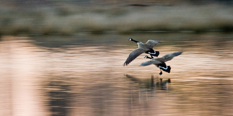 Maryland Hosts Waterfowl Hunting Day for Youth, Veterans, and Military on Feb. 7