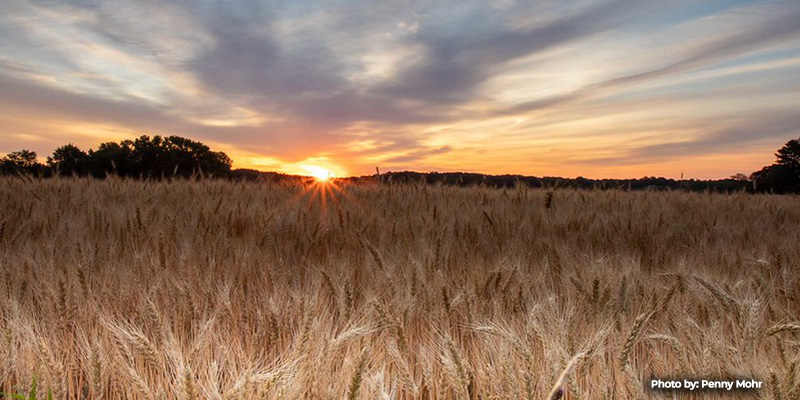 Maryland Department of Natural Resources Seeks Farmers for Regenerative Agriculture Opportunity